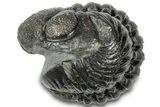 Wide Enrolled Austerops Trilobite - Morocco #310753-2